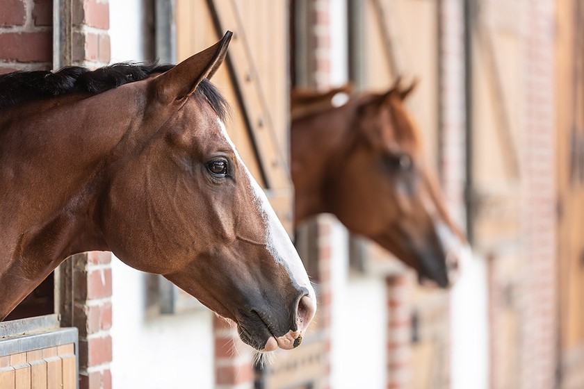 Two Horses in Brick Stables