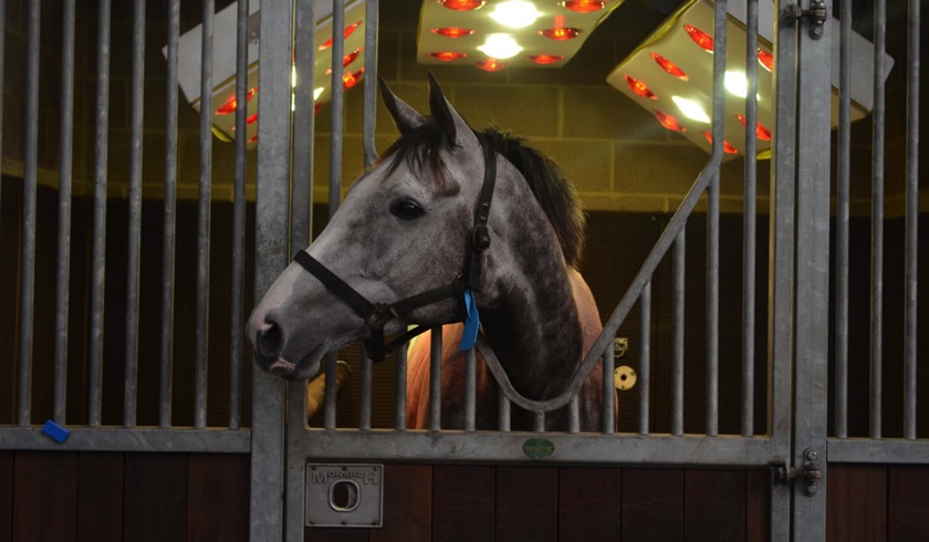 Jackdaws Castle equine solarium
