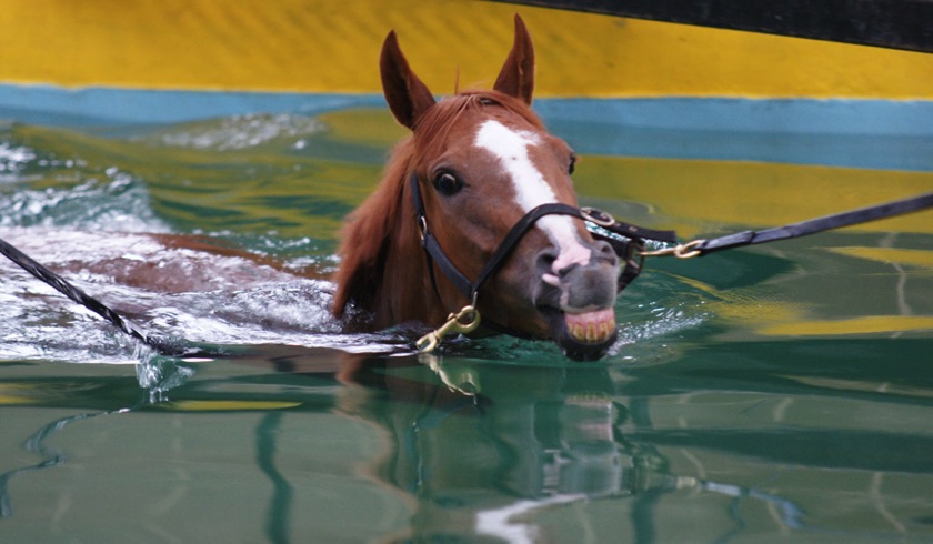 Jackdaws Castle equine swimming pool