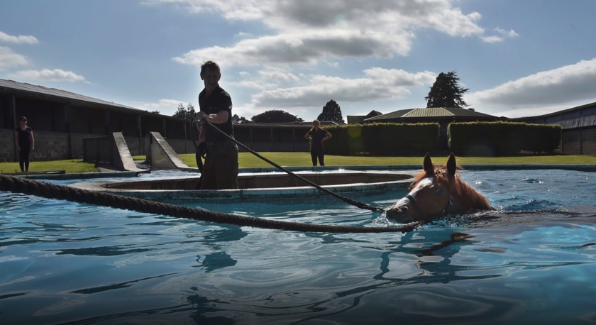 Kingsclere equine pool